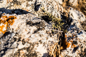 Plantas en la naturaleza con piedras y la luz cálida del Sol.