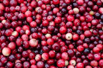 ripe cranberries on the counter in the store