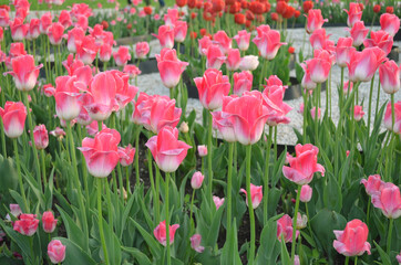 Beautiful flowers Lily, peonies, daisies, tulips