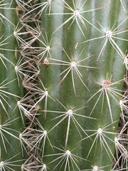 cactus close up