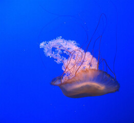 Closeup shot of a jellyfish © Kinsey Emerson/Wirestock