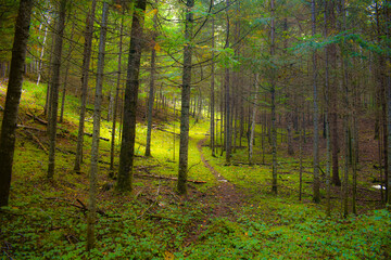 Fototapeta na wymiar Autumn undergrowth in wild forest in Quebec, Canada