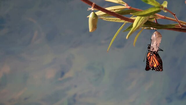 Monarch Butterfly, Danaus plexippuson, emerges from chrysalis time lapse blue background copy space
