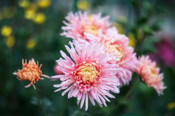 Background of pink chrysanthemums with a copy of the space. Beautiful bright chrysanthemums bloom in autumn in the garden.