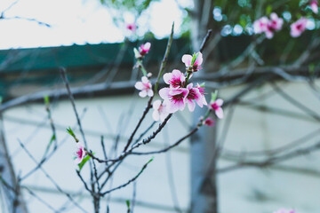 Pink spring blossoms in peach tree