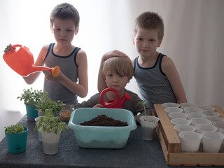 Three boys plant seeds for seedlings in white plastic pots. Children water plants. brothers spend...