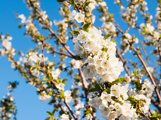blooming cherry flowers with green leaves in spring. Young shoots, flowering trees in the garden, spring nature. Light effect. Shallow depth of field