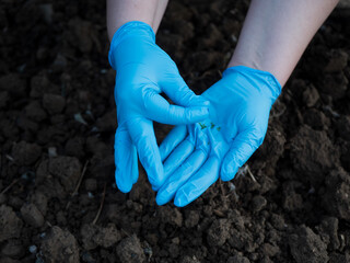 Woman's hands in blue gloves plants carrot seeds in prepared bed garden. Dark spring land takes plant seeds