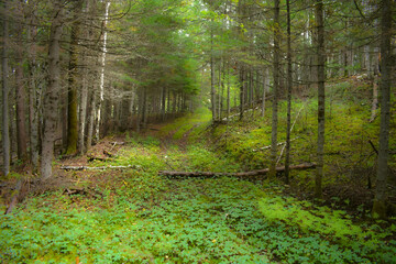 Footpaht in the wild forest in Quebec, Canada