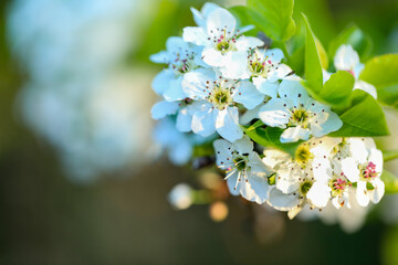Delicate white apple blossoms at springtime on country Australian farm