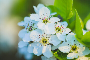 Delicate white apple blossoms at springtime on country Australian farm