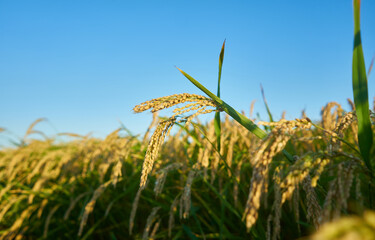 Naklejka premium A large green rice field with green rice plants in rows in Valencia sunset.