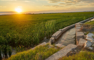 Irrigation canals of the paddy fields of Valencia at sunset