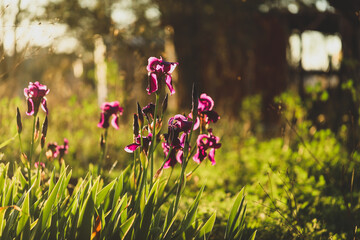 Clump of iris flag plants with purple flowers in vibrant afternoon sun