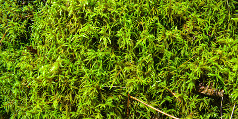 Autumn undergrowth in wild forest in Quebec, Canada