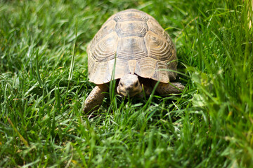 turtle on grass