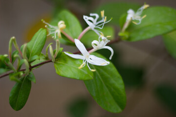 Obraz na płótnie Canvas a beautiful jasmine plant and flower macro shooting