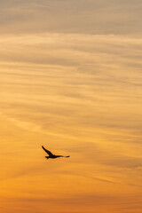 Silhouette of bird flying in orange sunset with wispy clouds