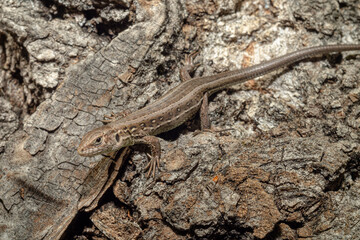 Mini dragon sitting on a tree