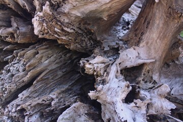 Up close image of drift wood along the Cape Fear River at the Carolina Beach State Park