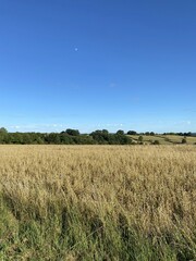 Champs de blé en Bourgogne