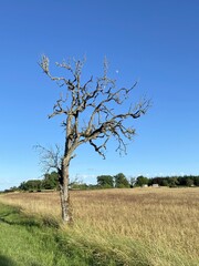 Un arbre et la lune dans un champ, Bourgogne