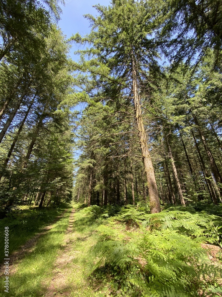 Poster Forêt de sapin en Bourgogne