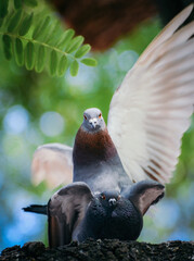 Closeup shot of two cute rock doves perched on a tree