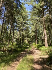 Fototapeta premium Chemin d'une forêt de sapin en Bourgogne