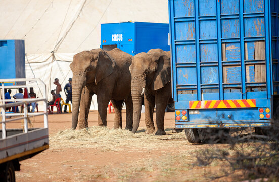 Circus Elephants