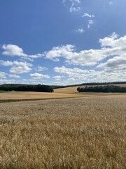 Champ de blé en Bourgogne