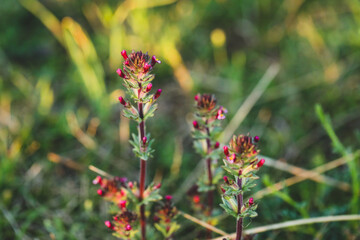 Delicate pink wildflower growing on Australian farm.