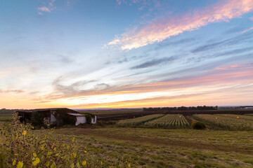Fototapeta premium Old barn covered with vines overlooks corn fields on late summer sunset in Black Dirt region of Pine Island, NY