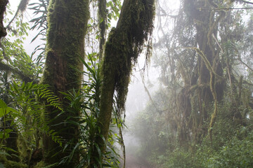 Rainforest in Fog, Mount Kilimanjaro, Tanzania