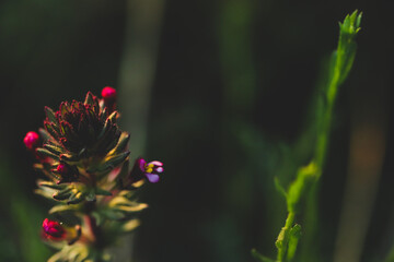 Close up image of wildflowers in dark and moody setting with bokeh background