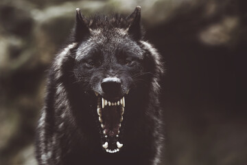 Soft focus of a fierce growling black wolf with sharp teeth © Björn Reibert/Wirestock