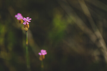 Delicate pink wildflower growing on Australian farm. Hairy pink, botanical name Petrorhagia dubia