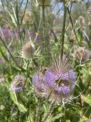 Chardon, &eacute;tang de Vaux, Bourgogne