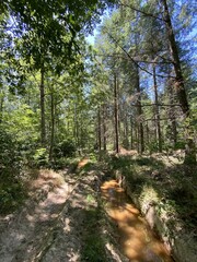 Fototapeta na wymiar Sentier de forêt en Bourgogne 
