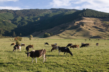 Dairy Cows, Linkwater, South Island, New Zealand