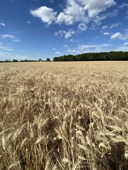 Champs de blé en Bourgogne	