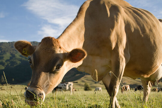 Dairy Cows, Linkwater, South Island, New Zealand