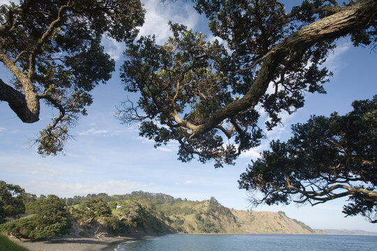 Goat Island, North Island, New Zealand