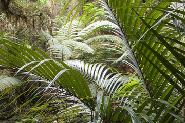 Rainforest, Whangerei, North Island, New Zealand
