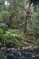 Fototapeta premium Rainforest, Whangerei, North Island, New Zealand
