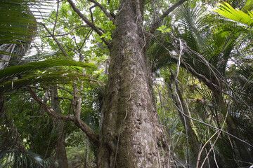 Rainforest, Hokianga, North Island, New Zealand