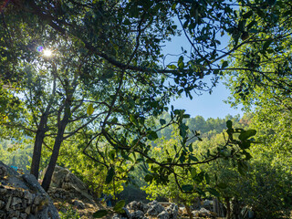 Beautiful mountain landscape, with mountain peaks covered with forest and a cloudy sky. Lebanese mountains, Middle East.