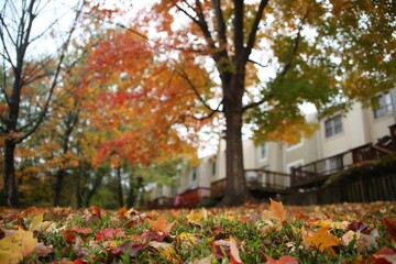 Fallen Multi-Colored Leaves from a Tree Adorn the Grass Up Close in the Foreground with Townhouses Out of Focus in the Background in Burke, Virginia