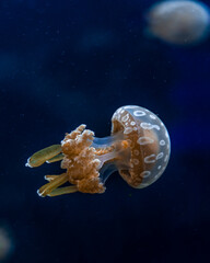 Jelly Fish in the water, aquarium, lights, calm, ocean.