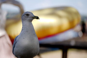 Seagul closeup on a beach